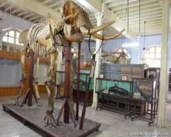The museum also consists of some more attractive collections from different fields such as Zoology, Sculptures, and Natural history. The Amravati pain